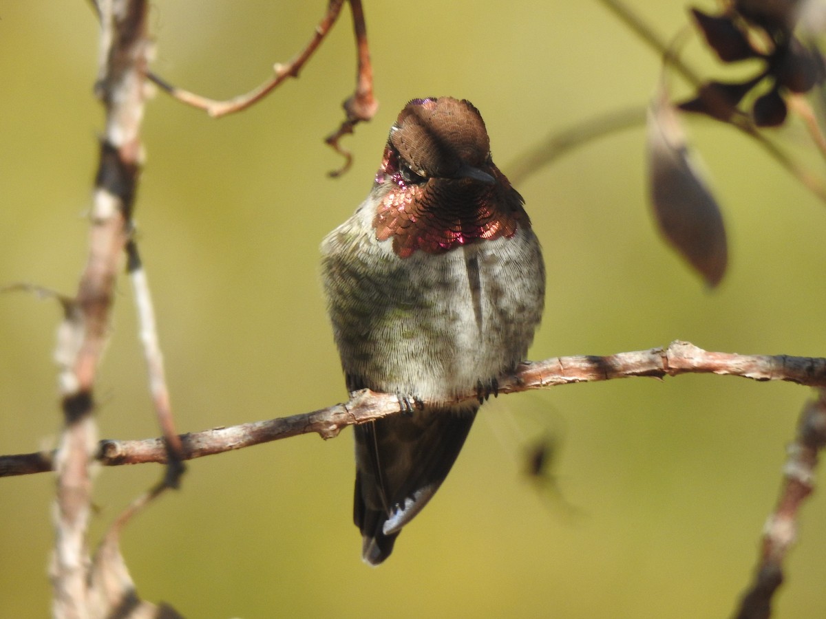 Anna's Hummingbird - Adrian Azar