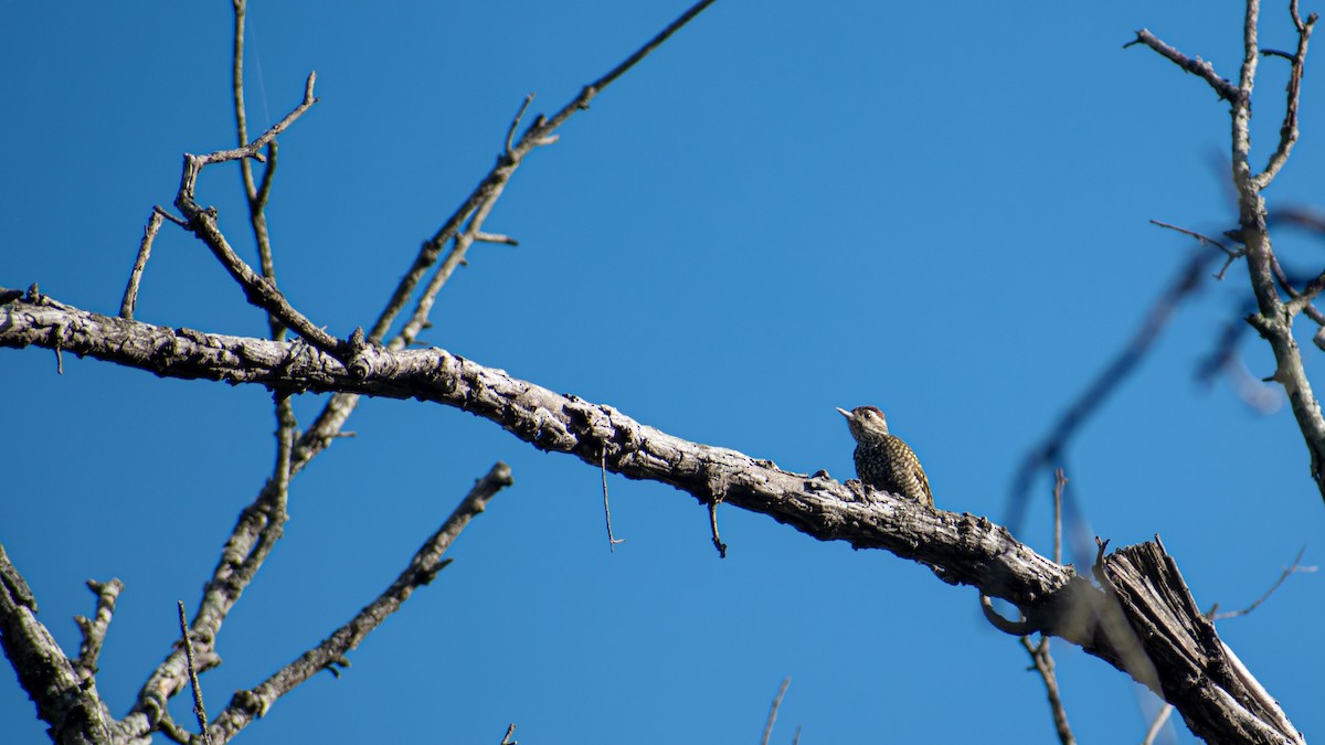 White-spotted Woodpecker - Ludmila Berrueta