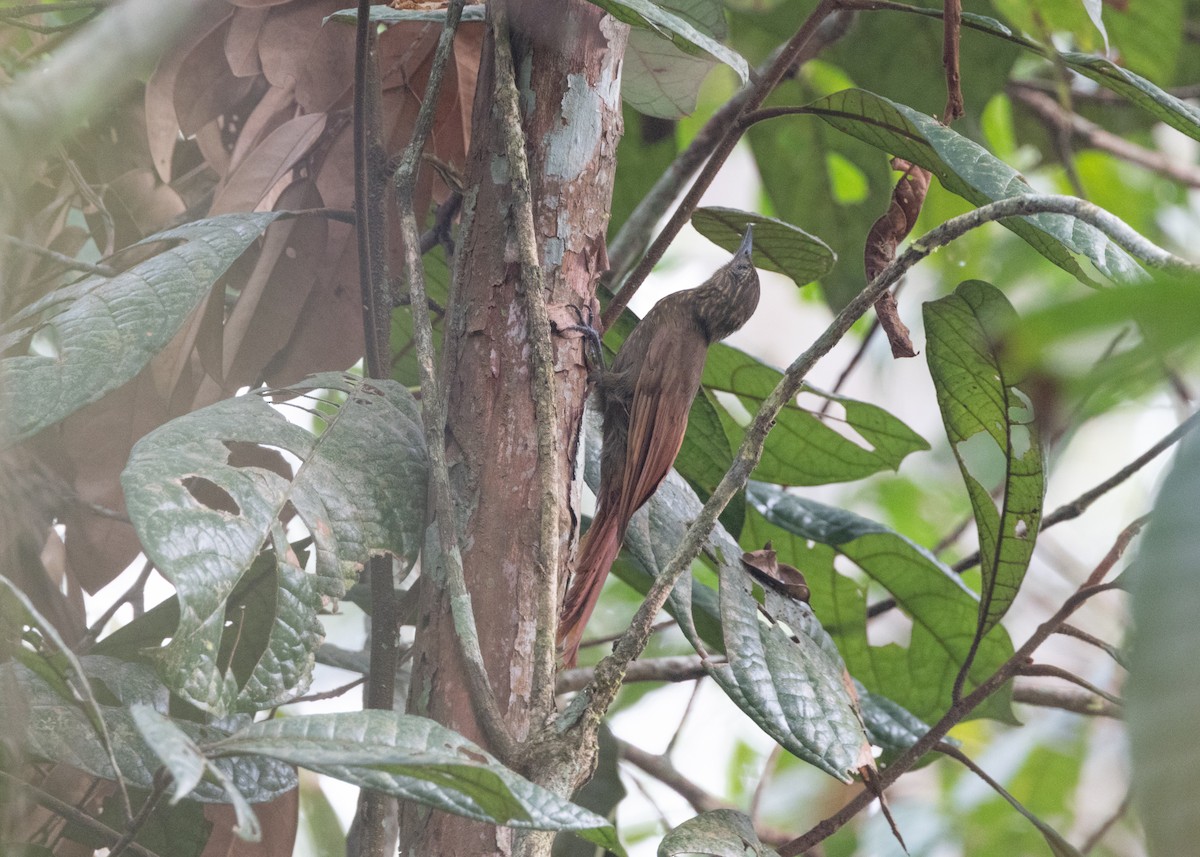 Long-tailed Woodcreeper (Northern) - ML623854465