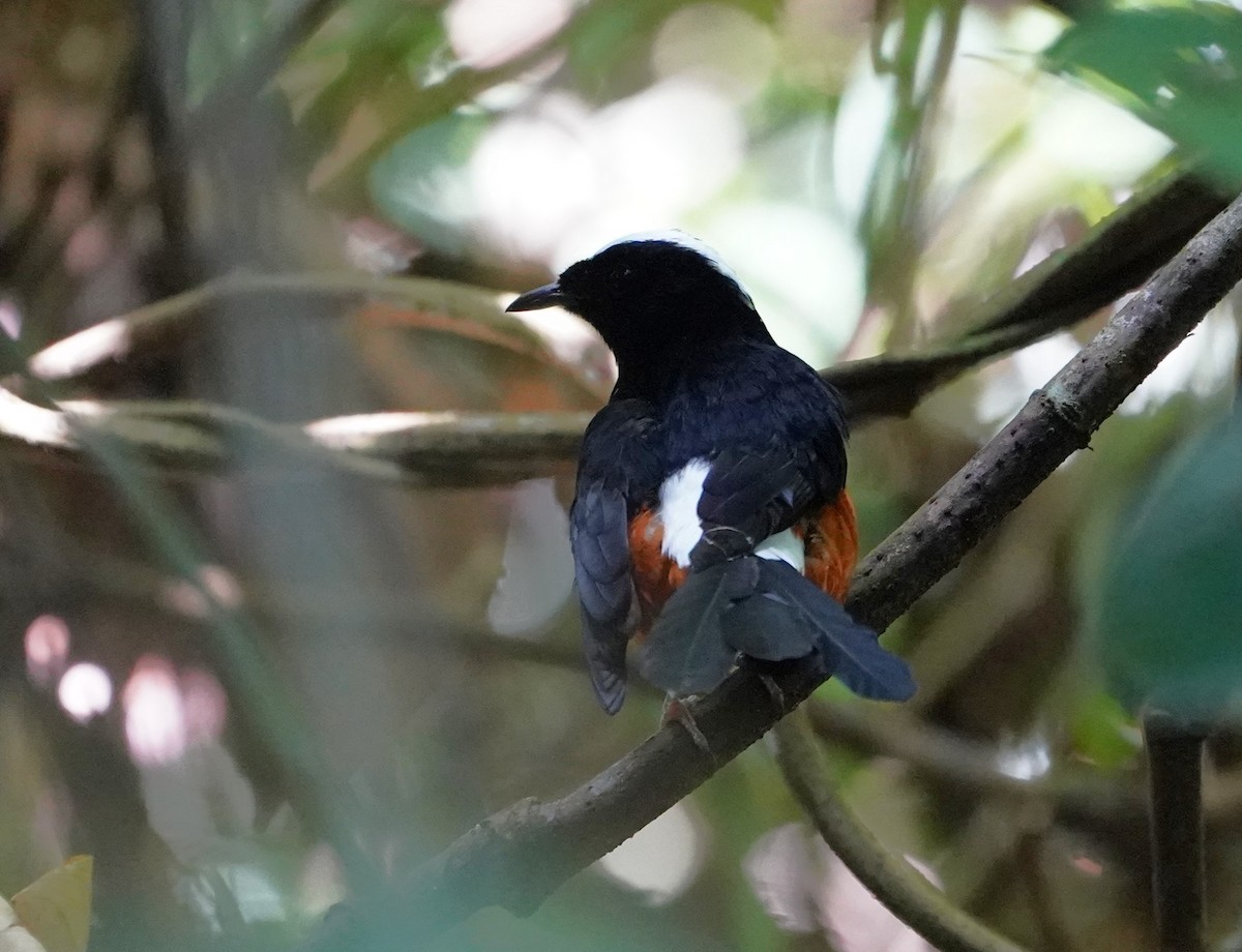 White-crowned Shama - ML623854472