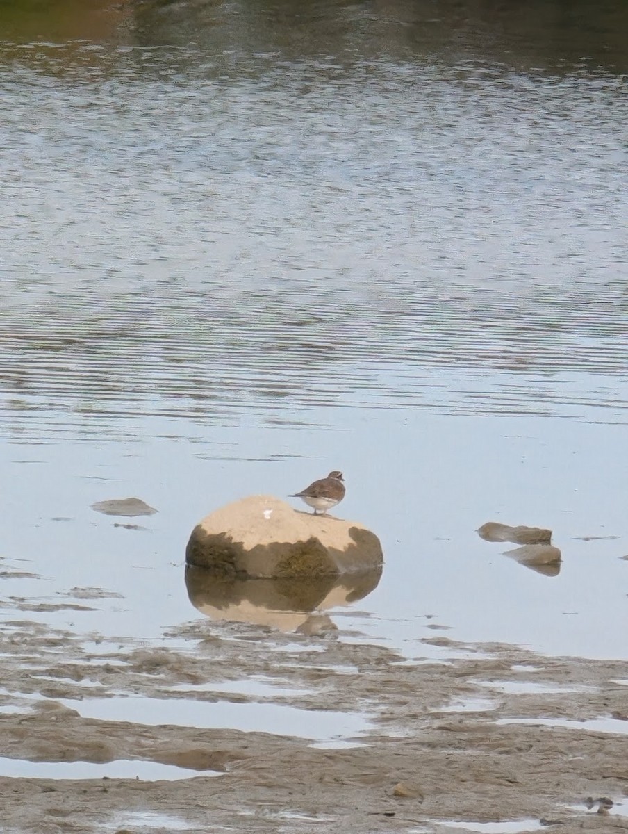 Killdeer - ML623854479