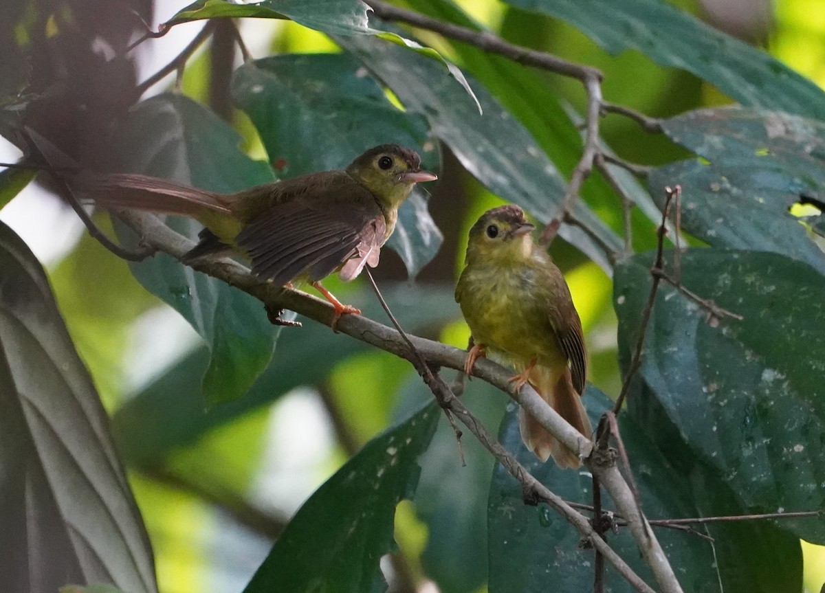 Hairy-backed Bulbul - ML623854489