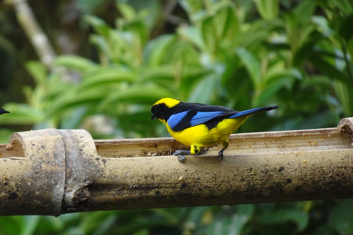 Blue-winged Mountain Tanager - ML623854492