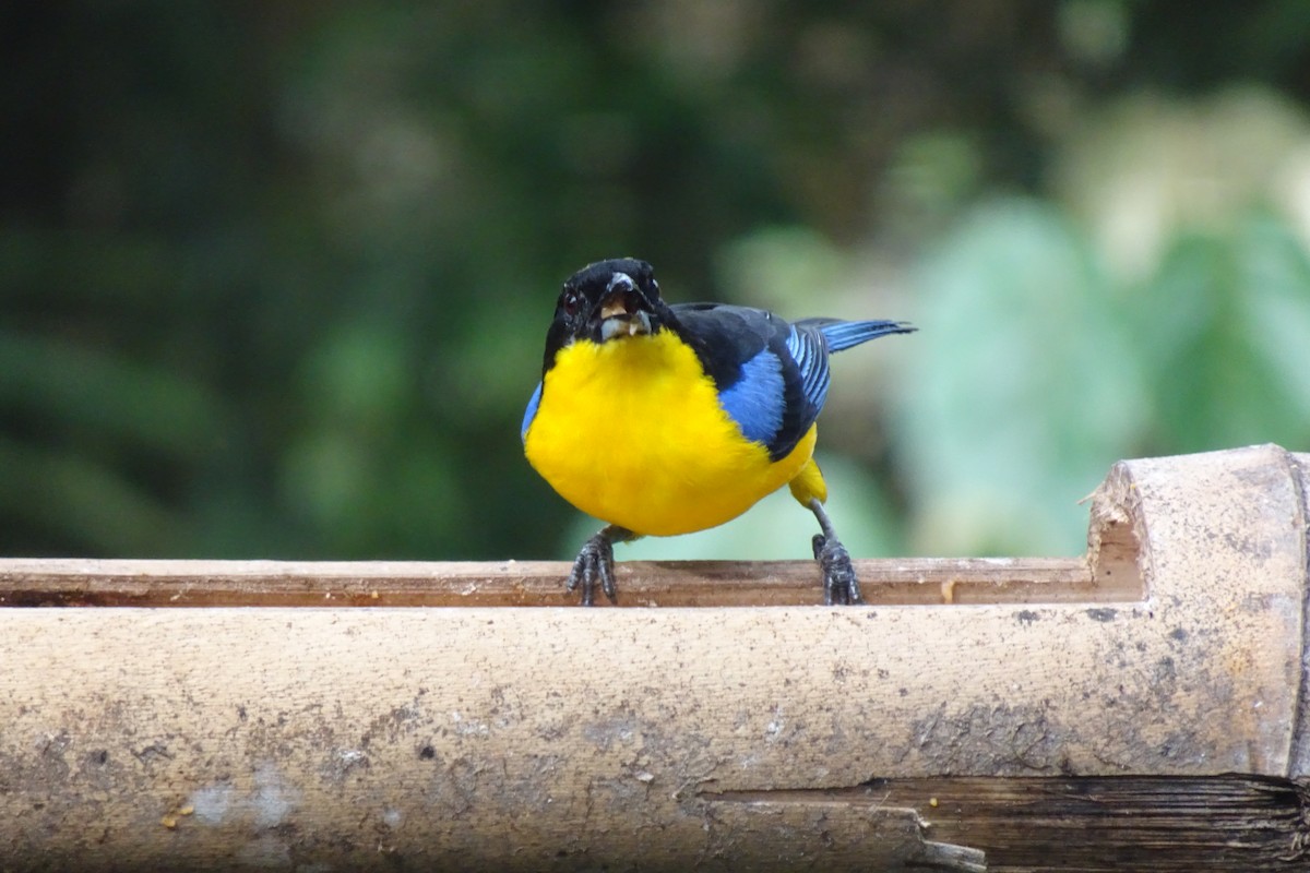 Blue-winged Mountain Tanager - Faelle Harvey