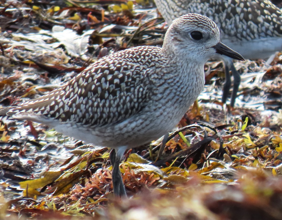 Black-bellied Plover - ML623854497