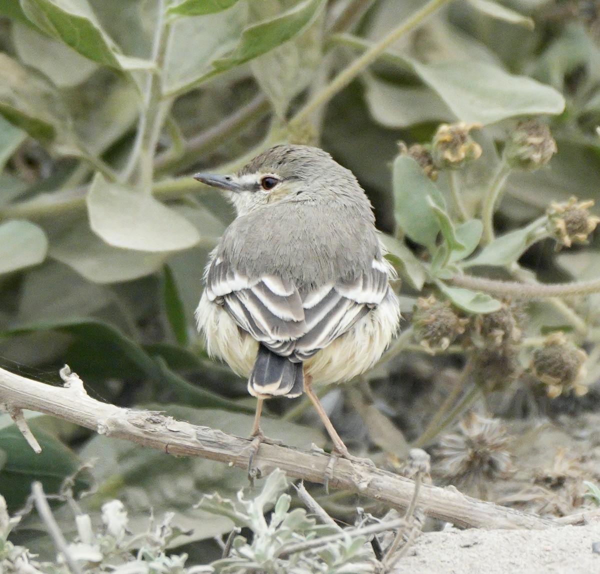 Short-tailed Field Tyrant - ML623854502