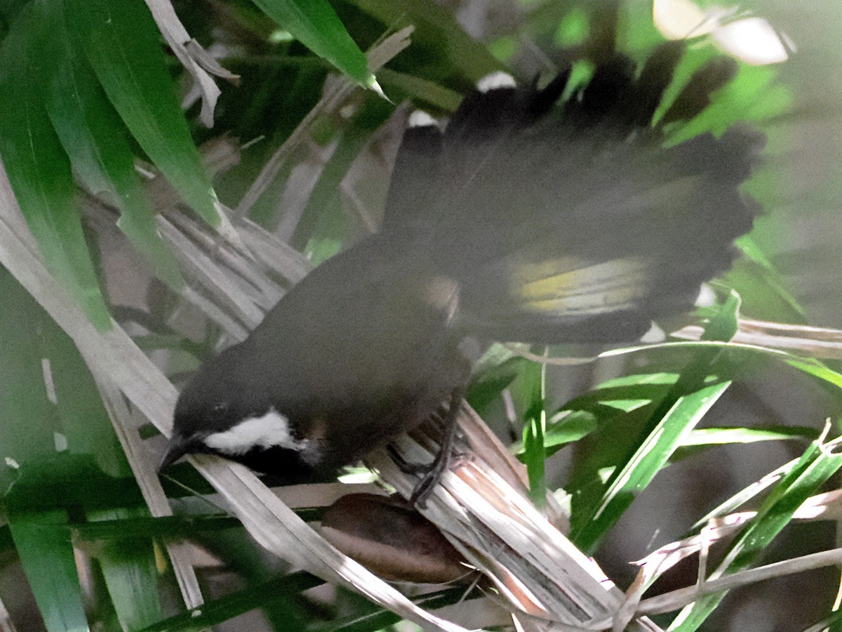 Eastern Whipbird - ML623854504