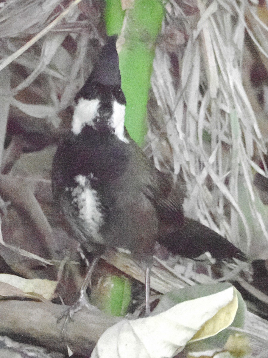 Eastern Whipbird - ML623854505