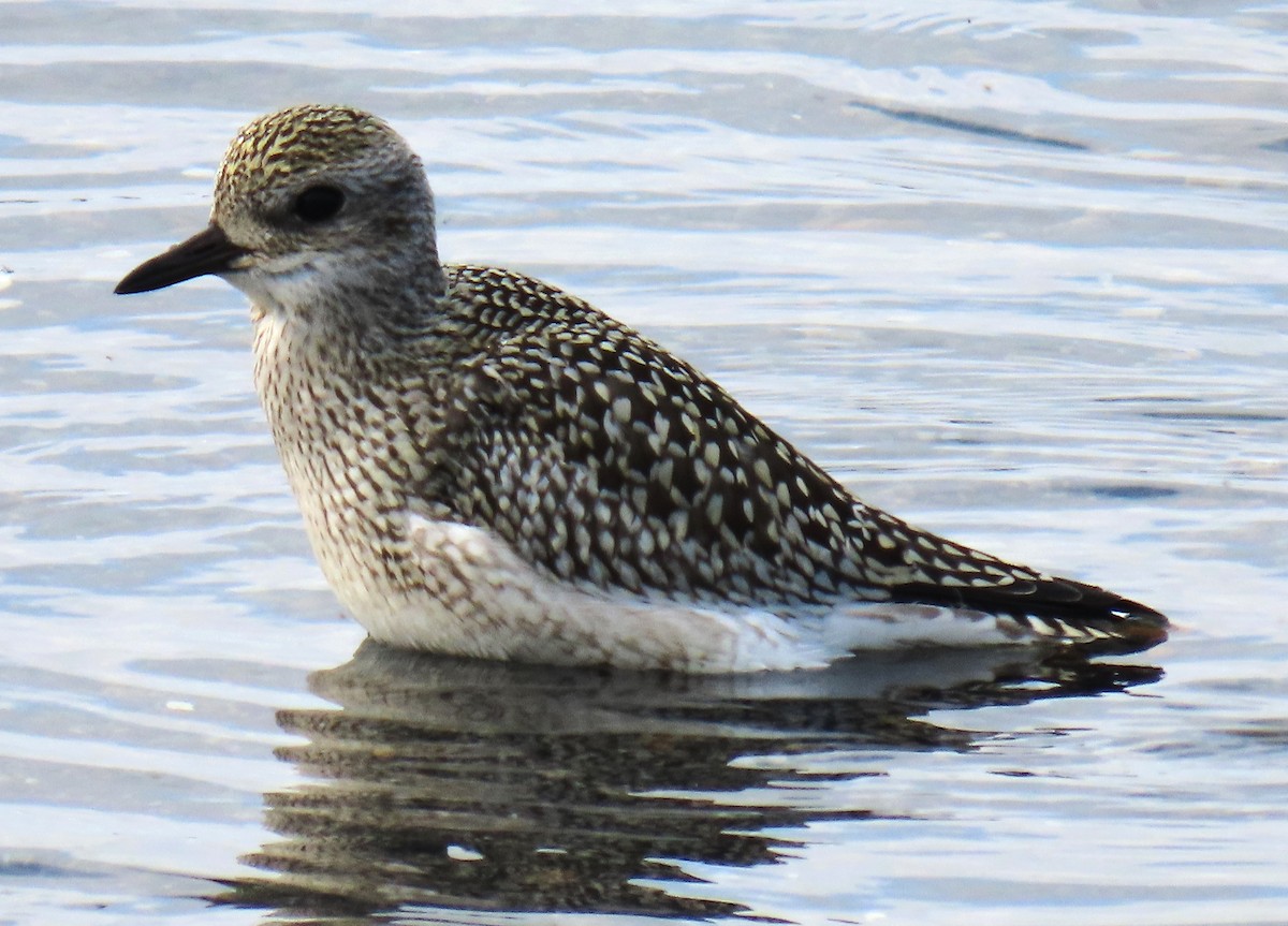 Black-bellied Plover - ML623854507