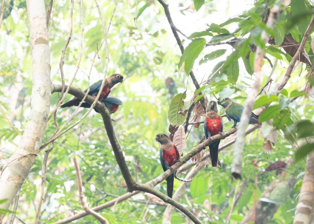 Crimson-bellied Parakeet - ML623854525