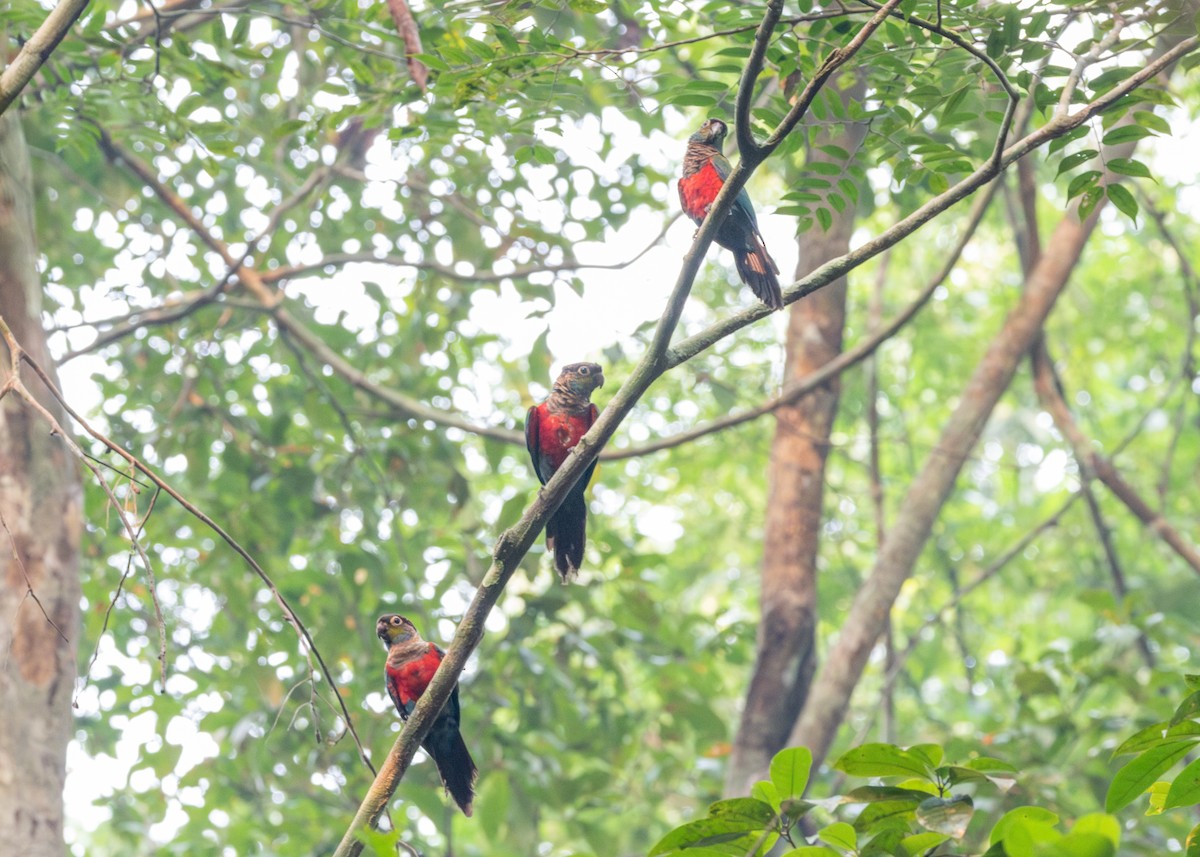 Crimson-bellied Parakeet - Silvia Faustino Linhares