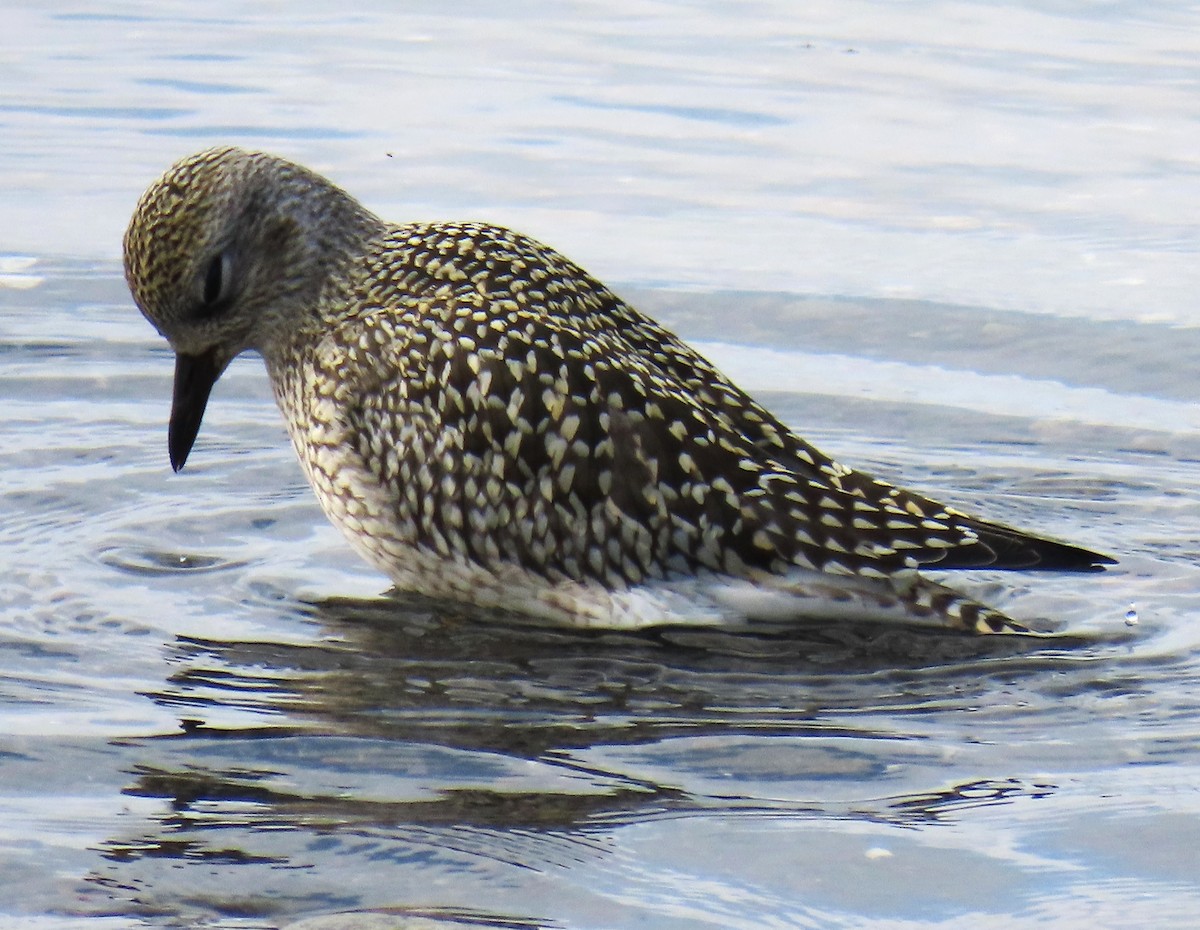 Black-bellied Plover - ML623854527