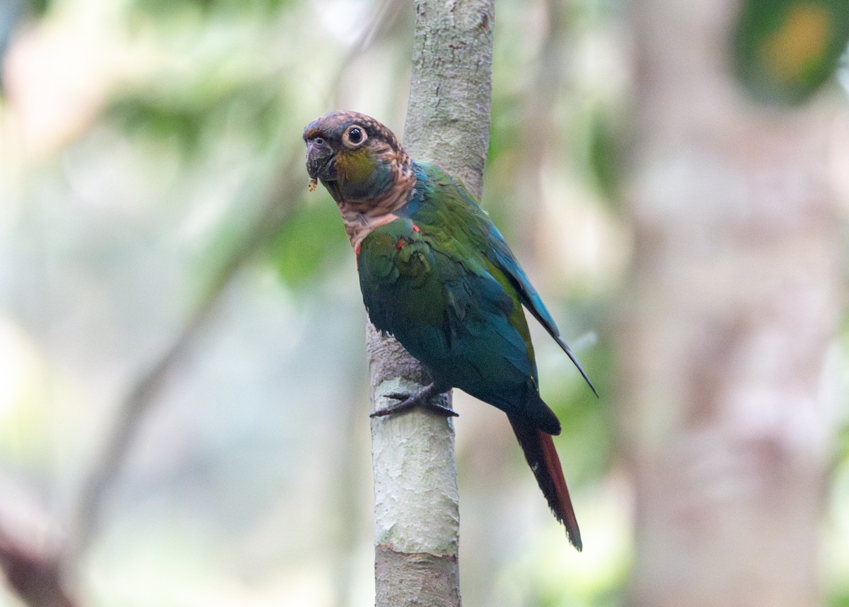 Crimson-bellied Parakeet - ML623854528