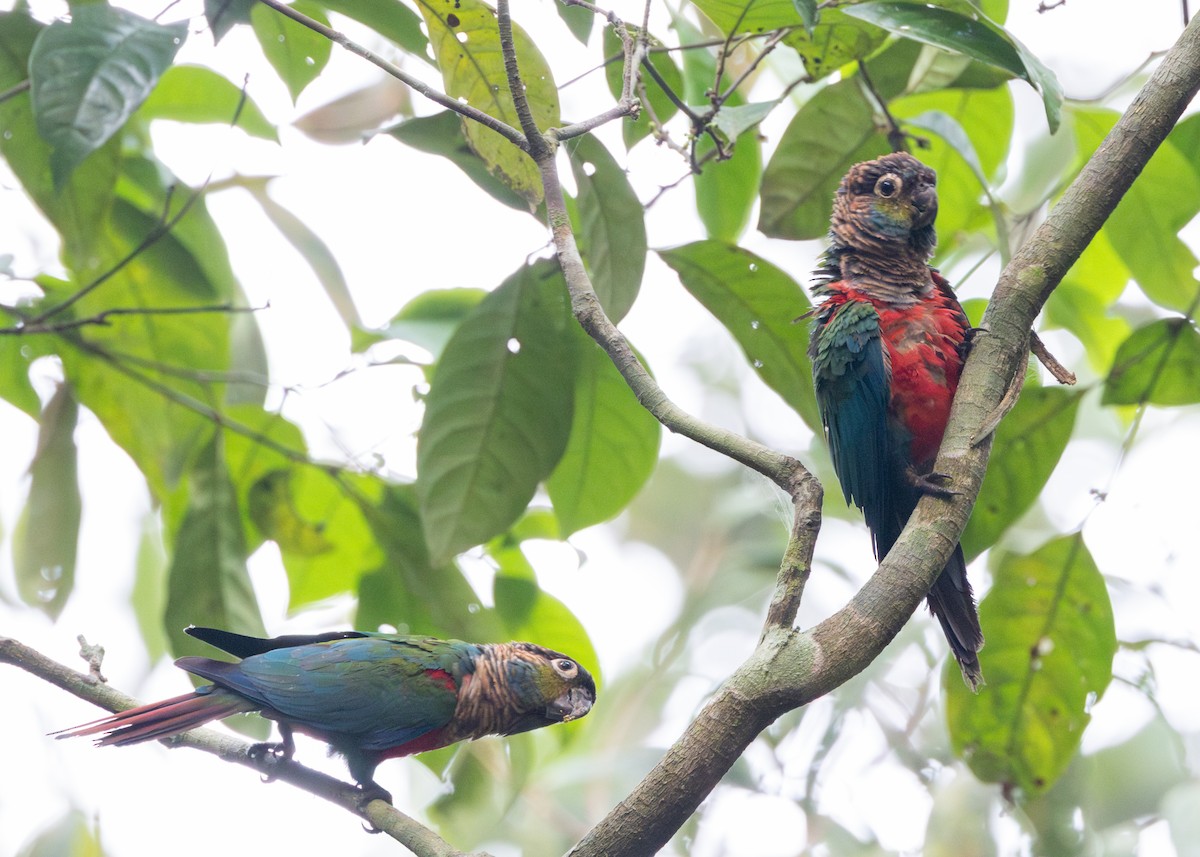 Crimson-bellied Parakeet - ML623854529