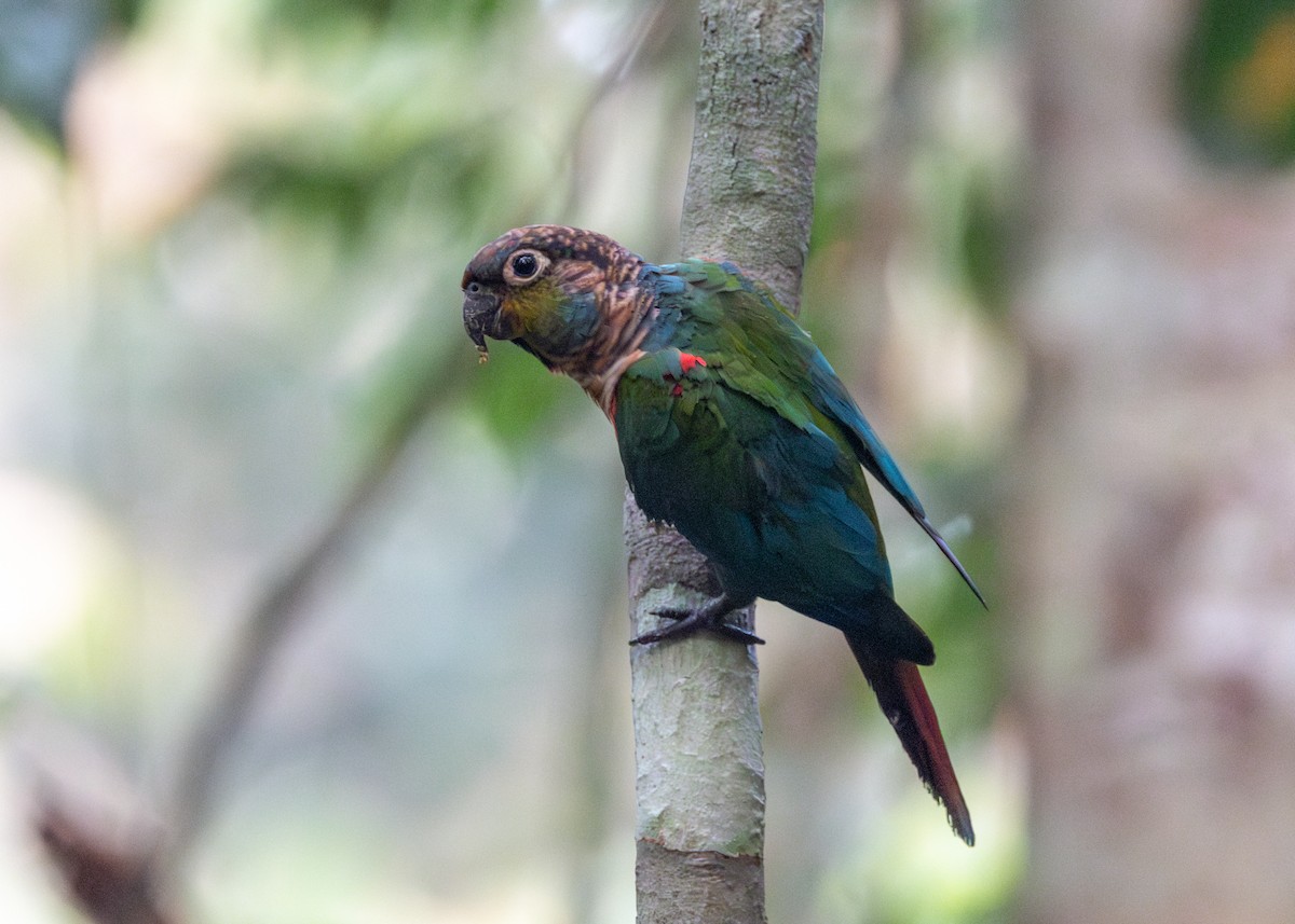 Crimson-bellied Parakeet - ML623854531