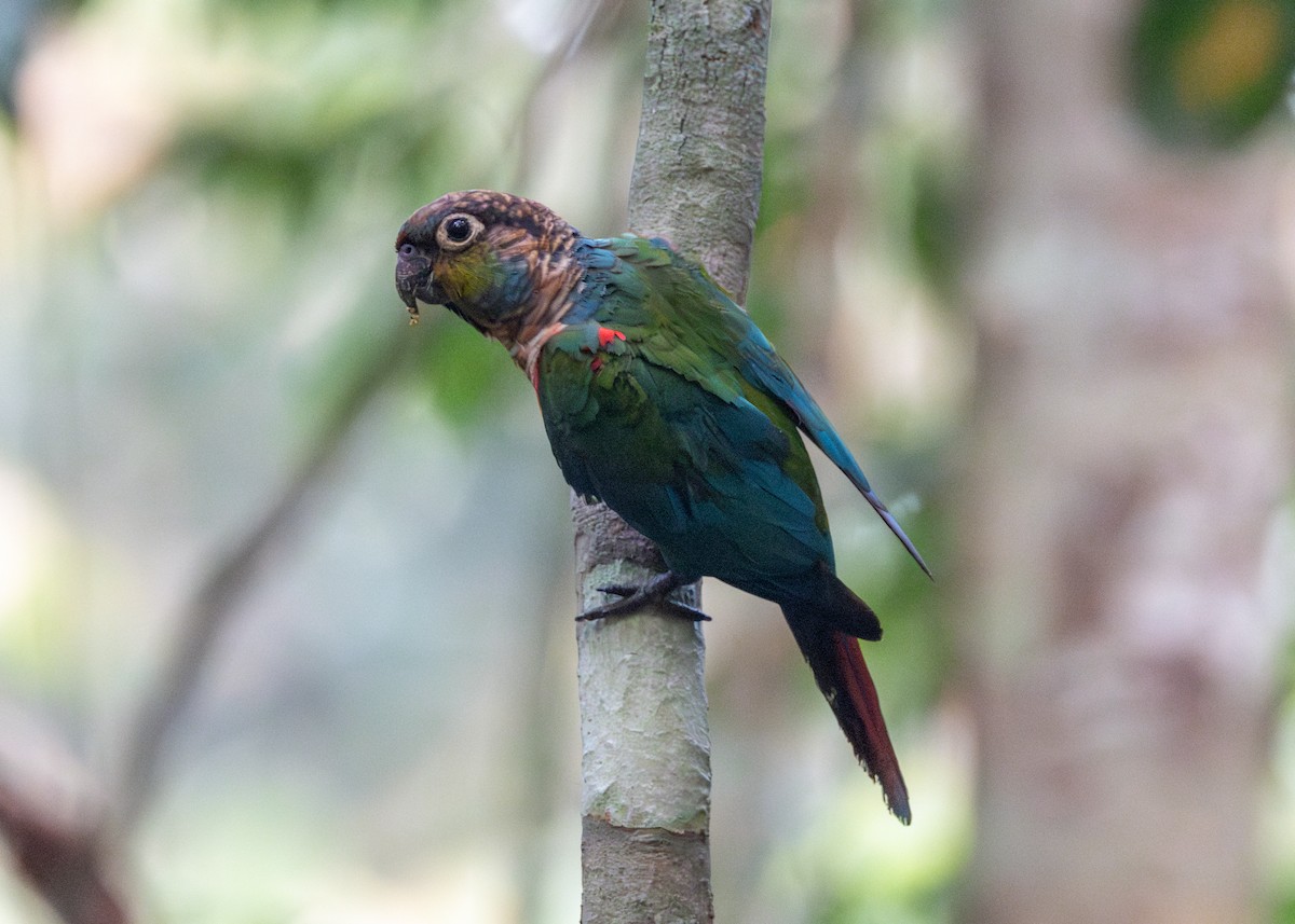 Crimson-bellied Parakeet - Silvia Faustino Linhares