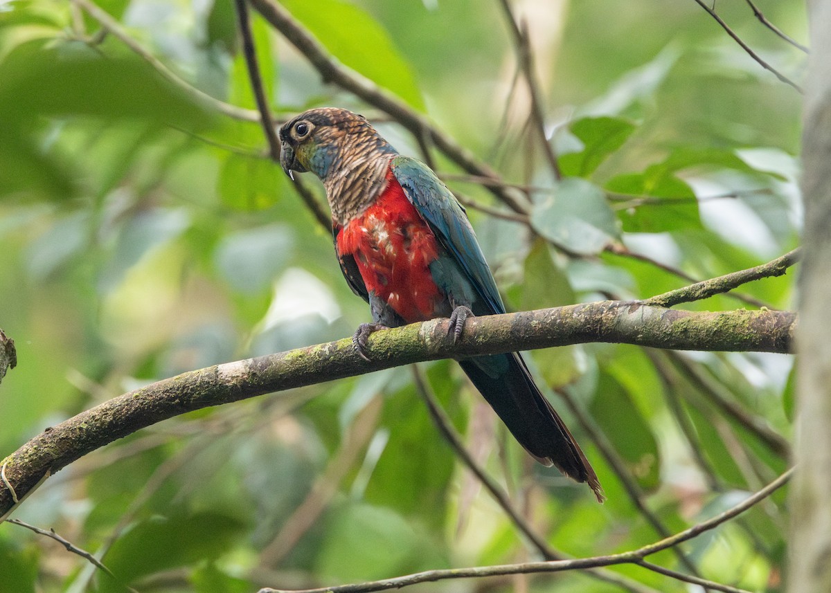 Crimson-bellied Parakeet - ML623854534