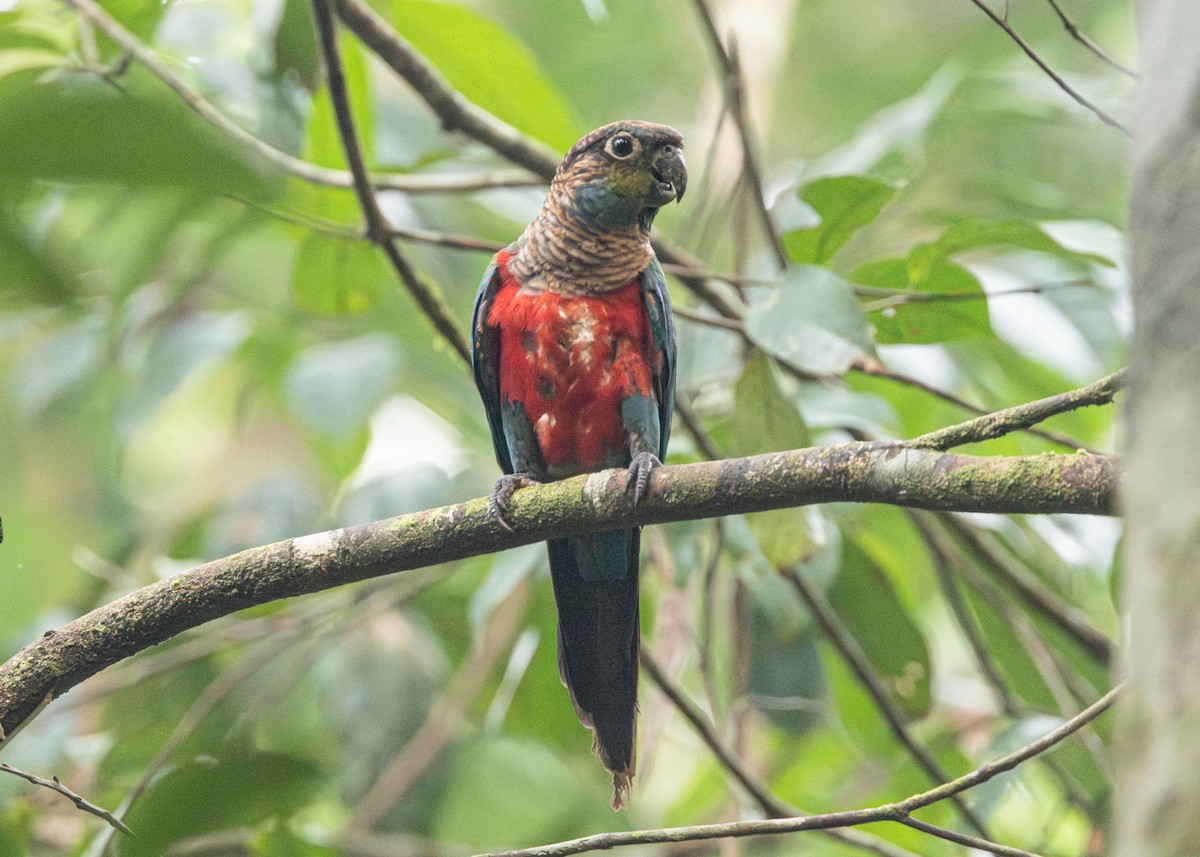 Crimson-bellied Parakeet - ML623854535