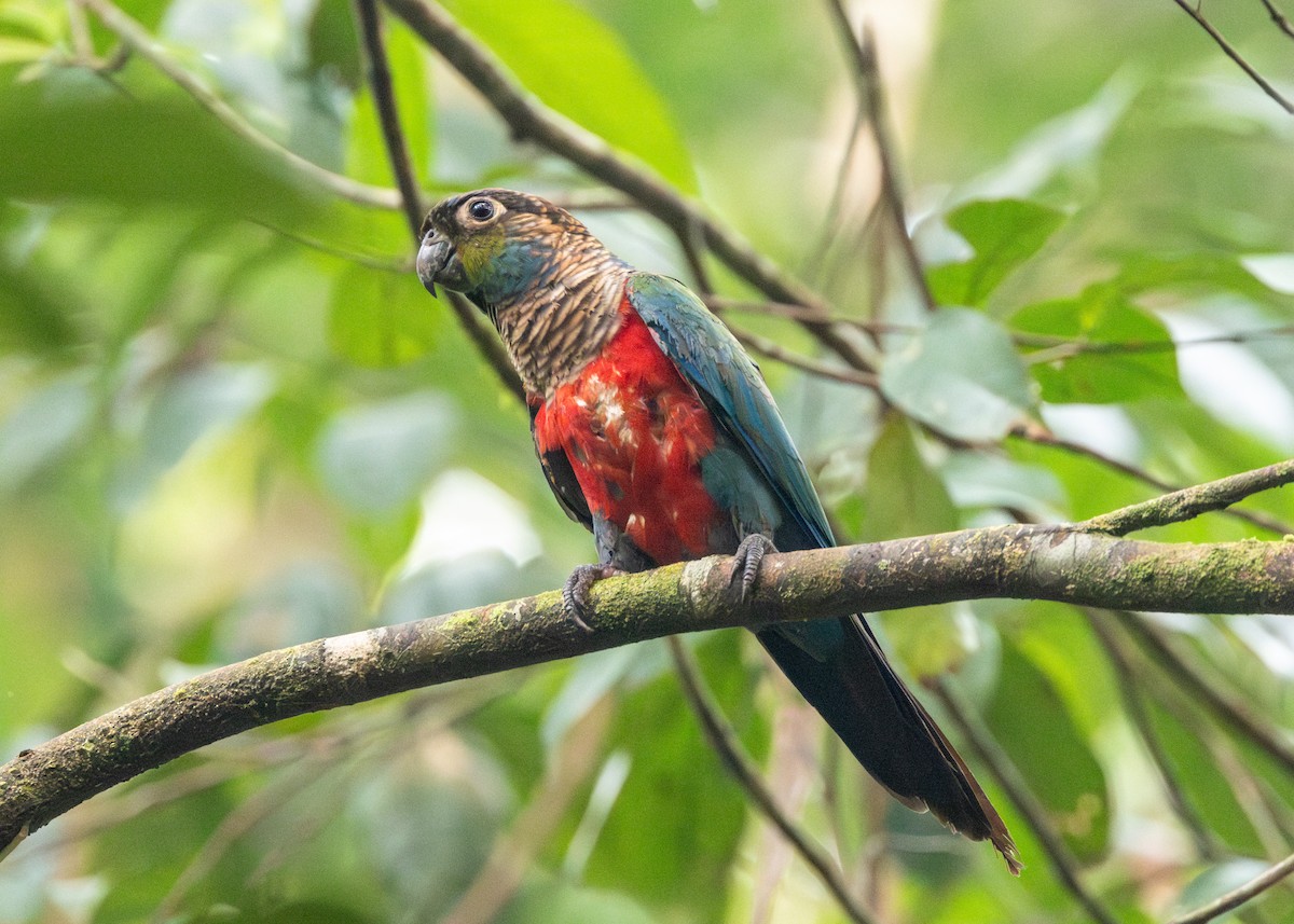 Crimson-bellied Parakeet - ML623854536