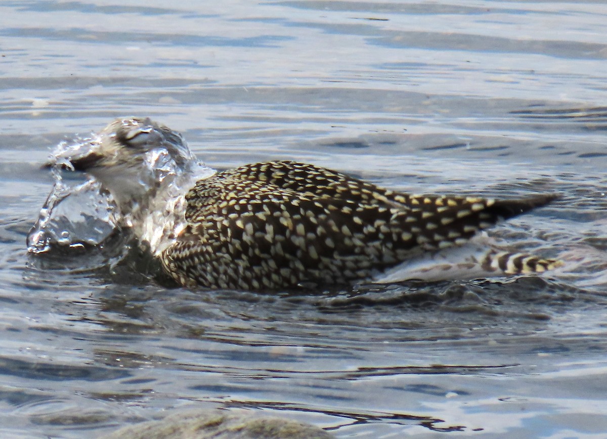 Black-bellied Plover - ML623854539