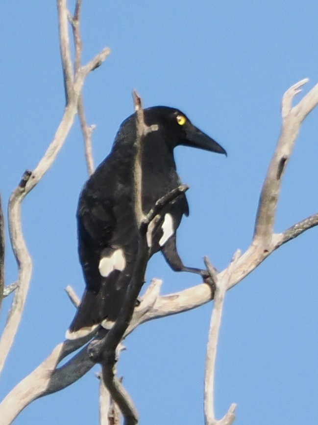 Pied Currawong - Charles Lam