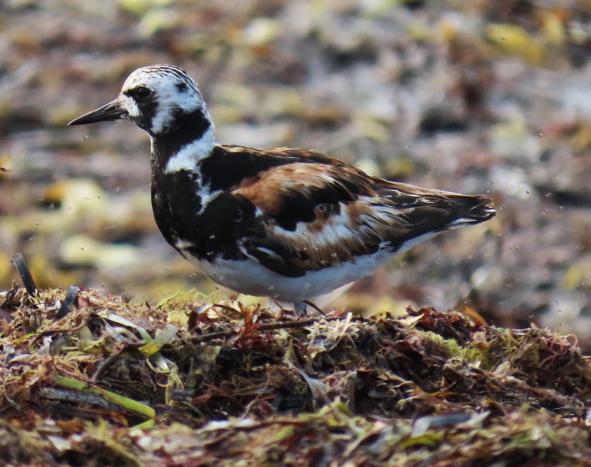 Ruddy Turnstone - ML623854549