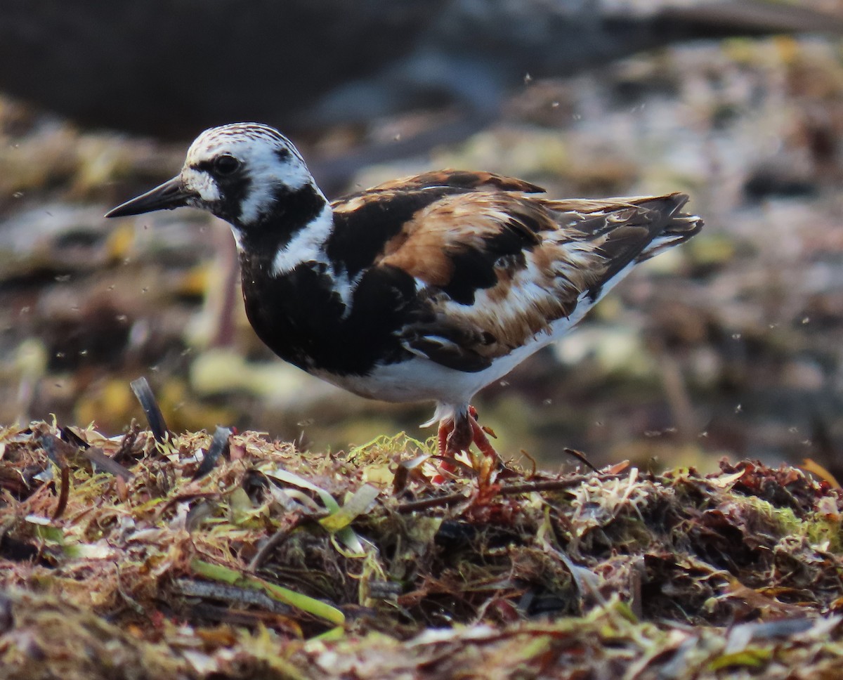 Ruddy Turnstone - ML623854560