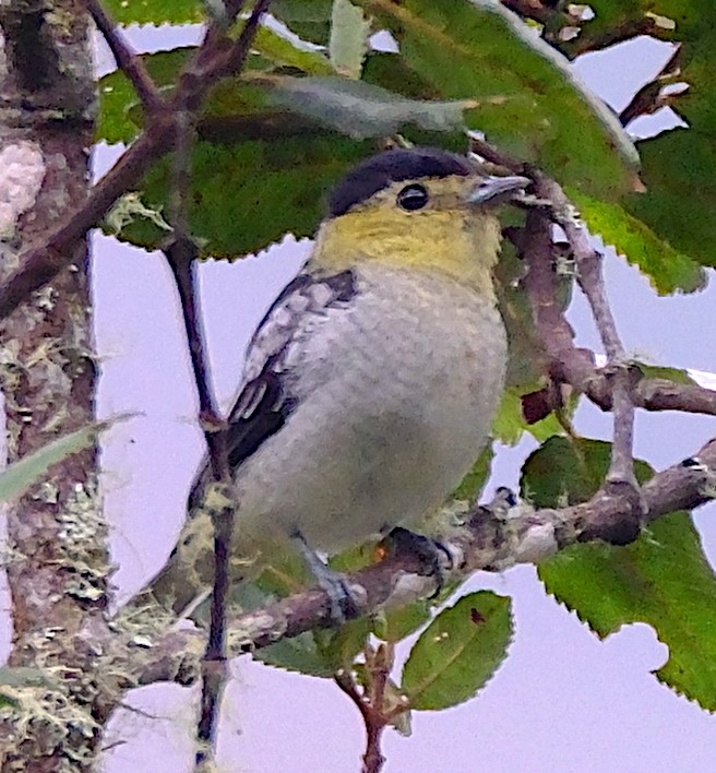 Barred Becard - ML623854564