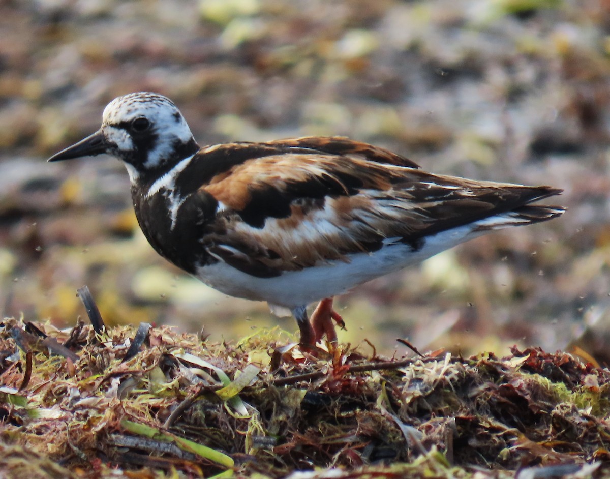 Ruddy Turnstone - ML623854565