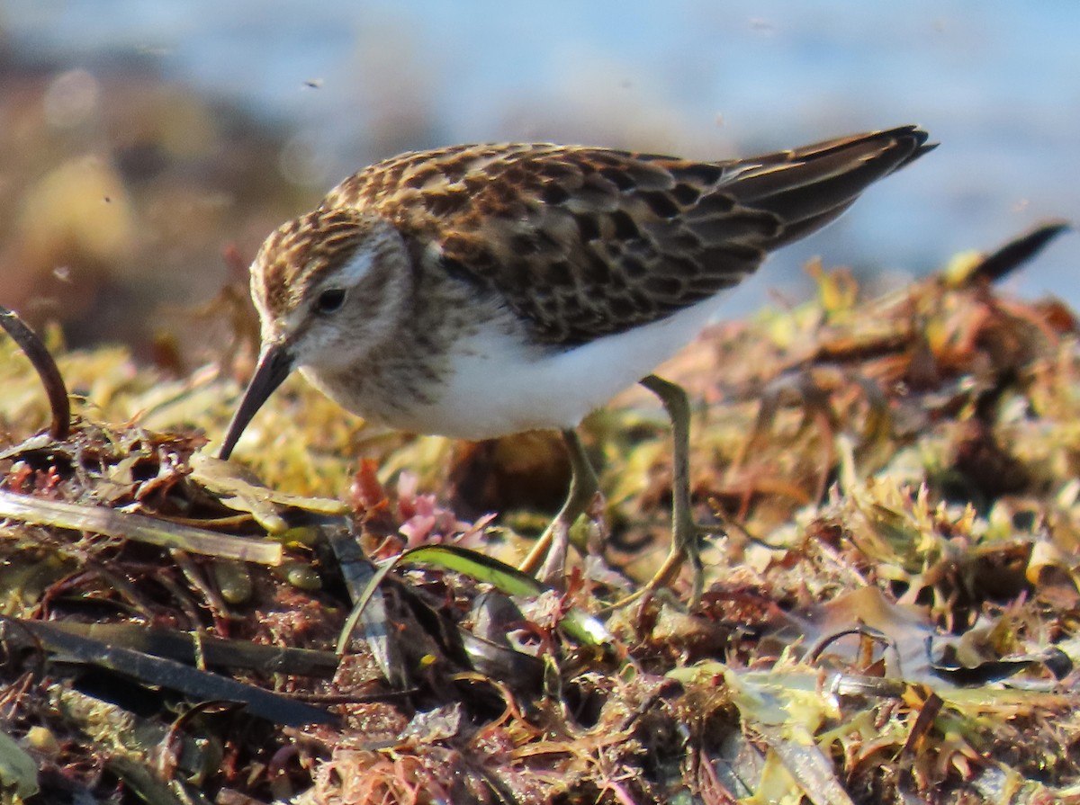 Least Sandpiper - ML623854575