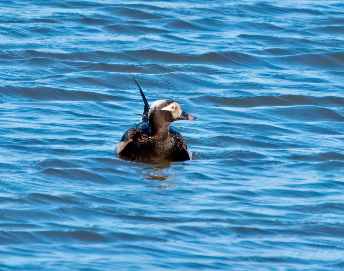 Long-tailed Duck - Julie Schneider