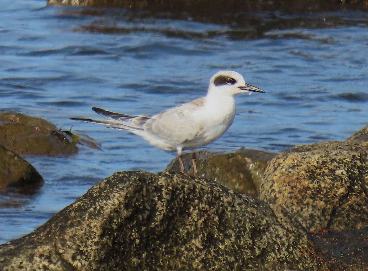 Forster's Tern - ML623854599