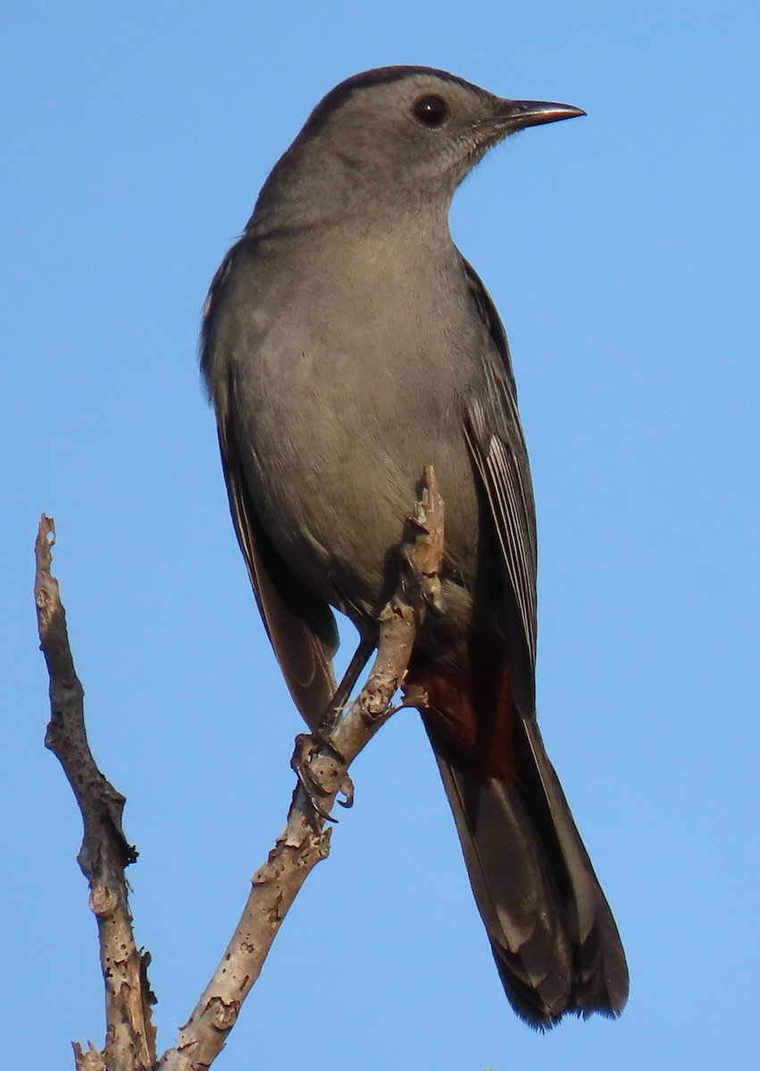 Gray Catbird - ML623854604