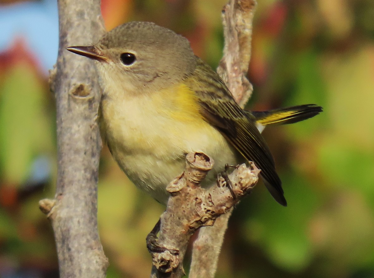 American Redstart - ML623854616