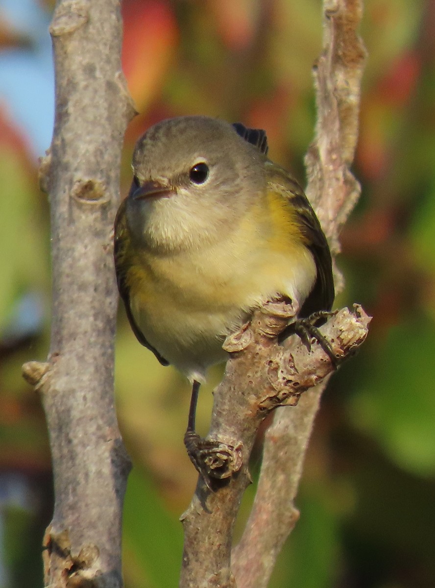 American Redstart - ML623854625