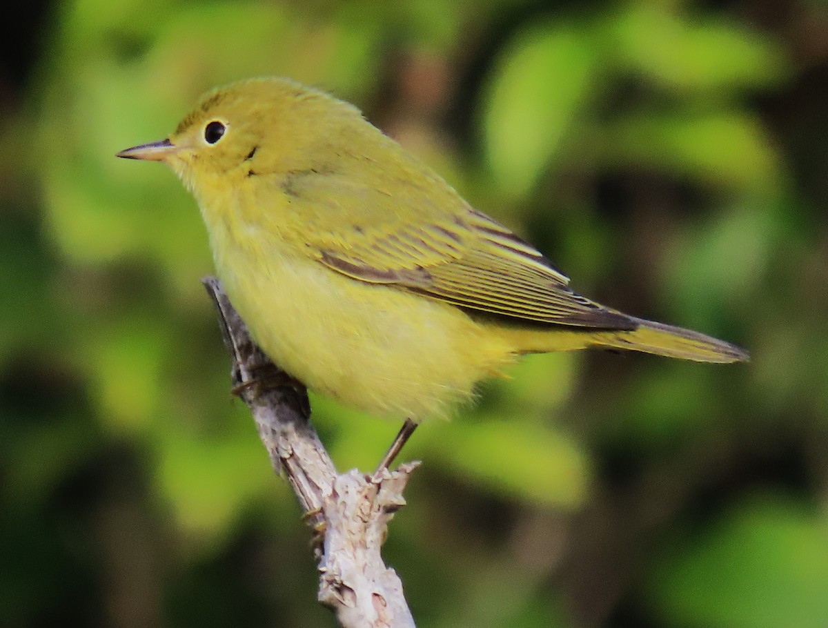 Yellow Warbler - ML623854629