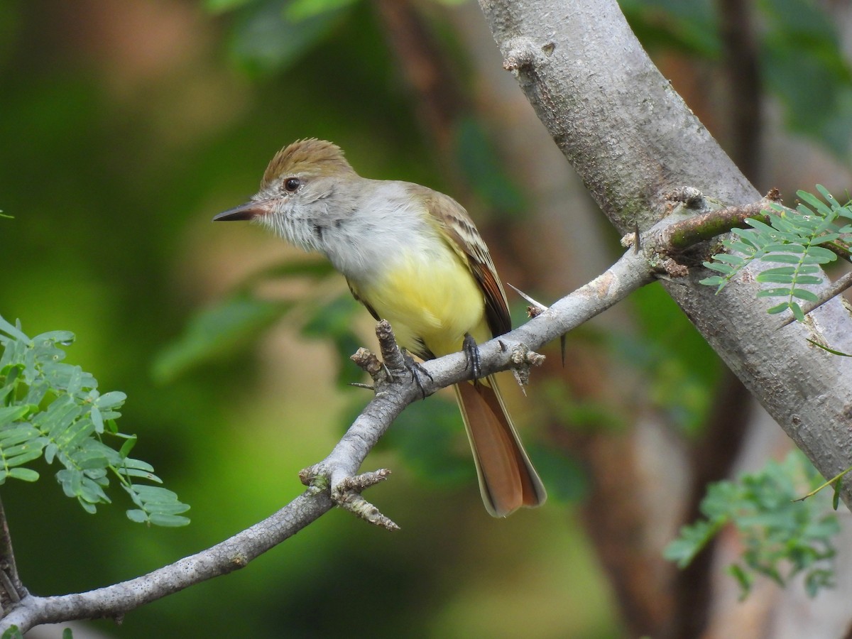 Brown-crested Flycatcher - Daniel Martínez