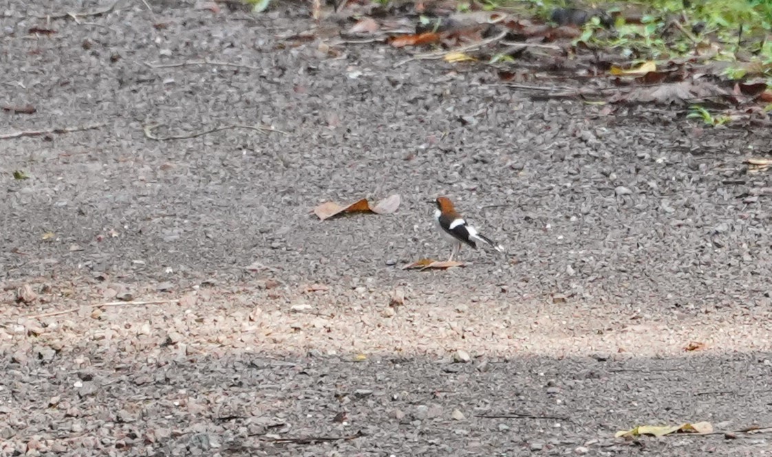 Chestnut-naped Forktail - ML623854661