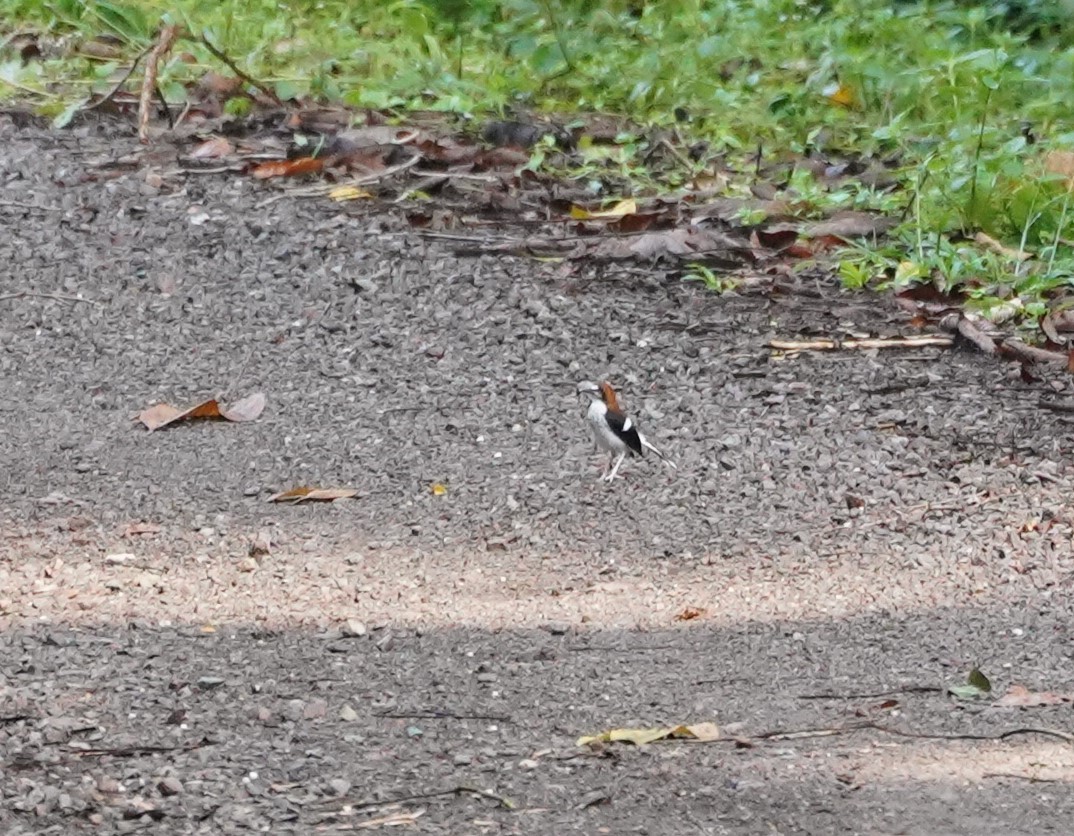 Chestnut-naped Forktail - ML623854662