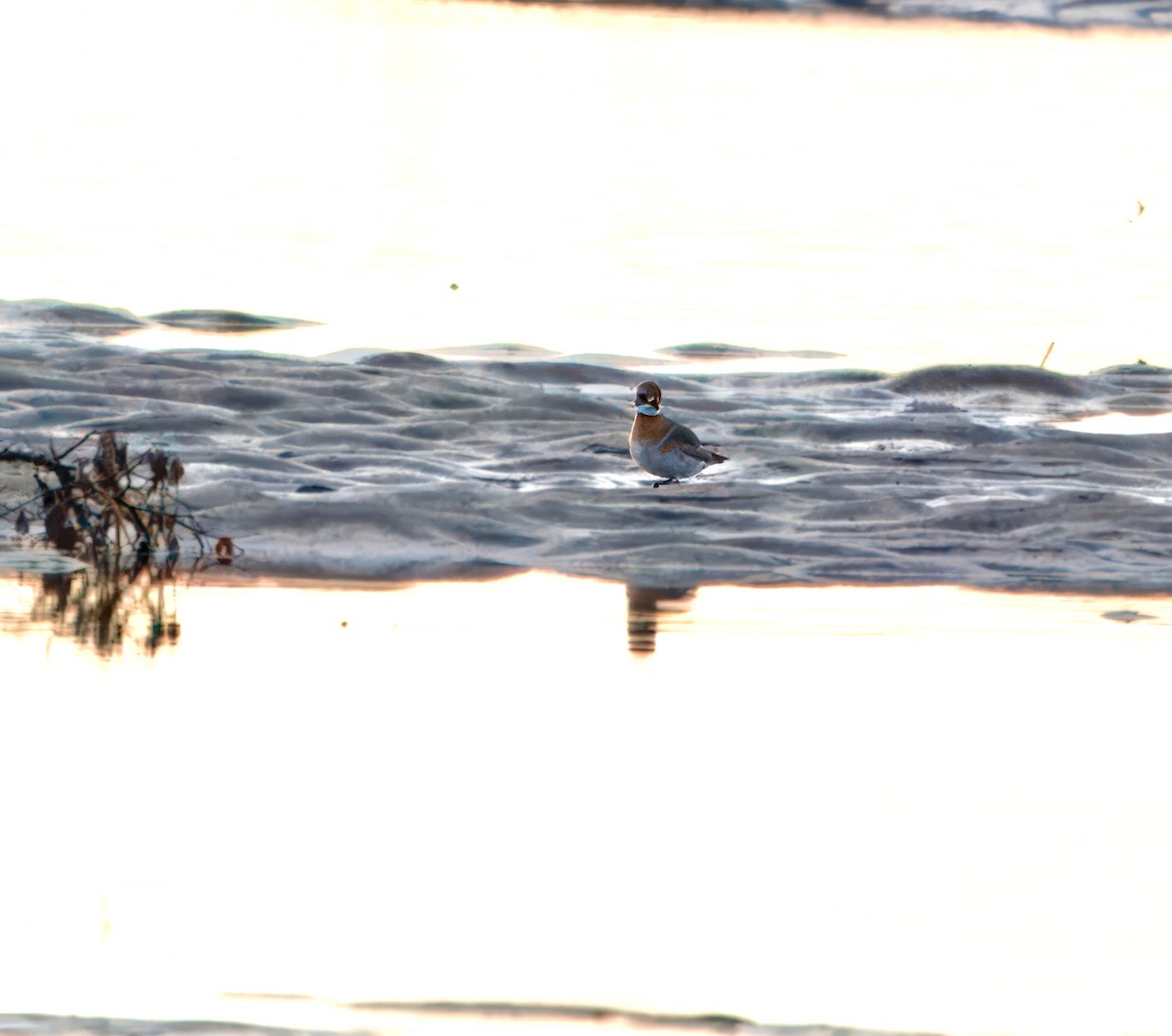 Siberian Sand-Plover - Julie Schneider