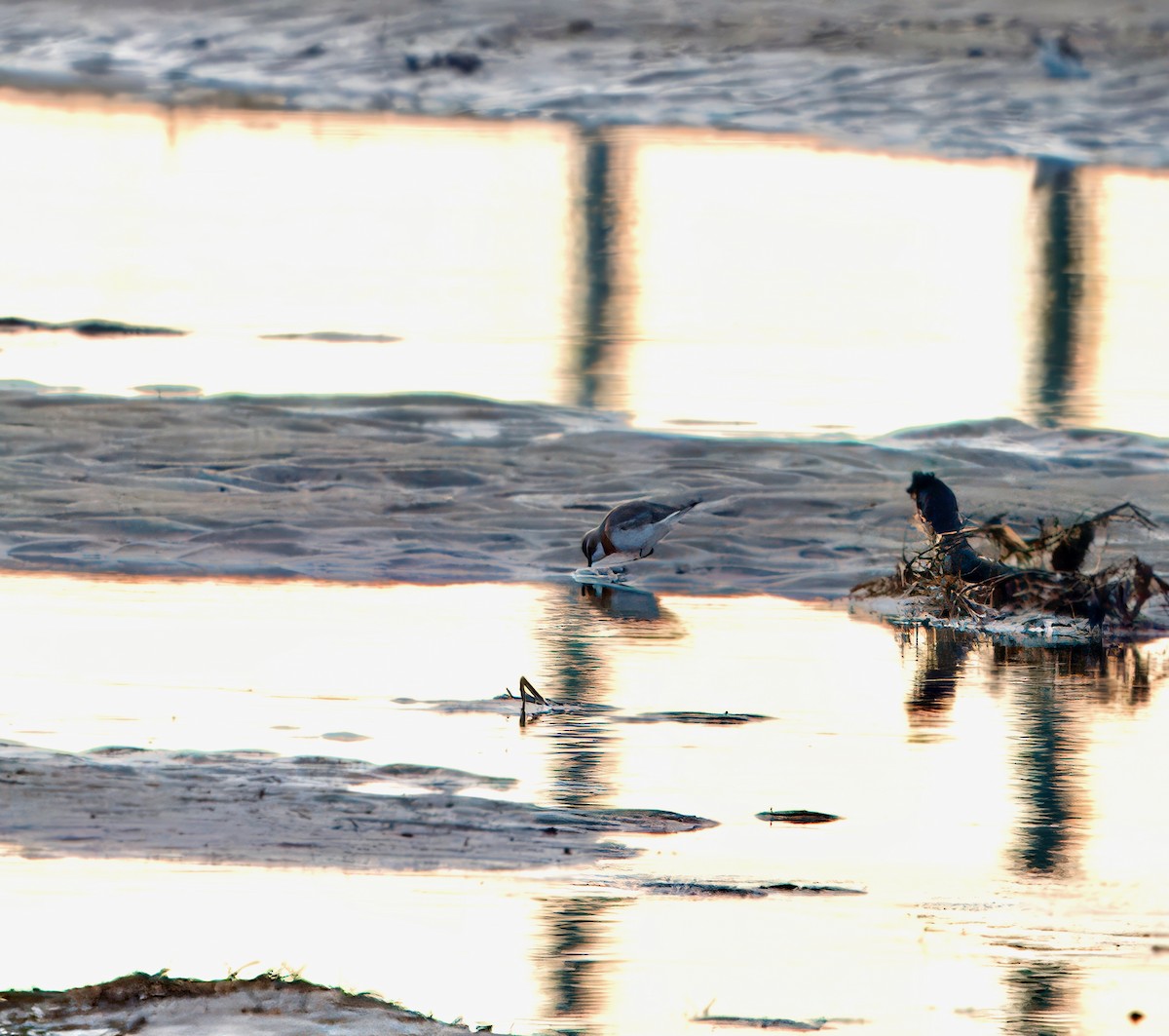 Siberian Sand-Plover - ML623854690