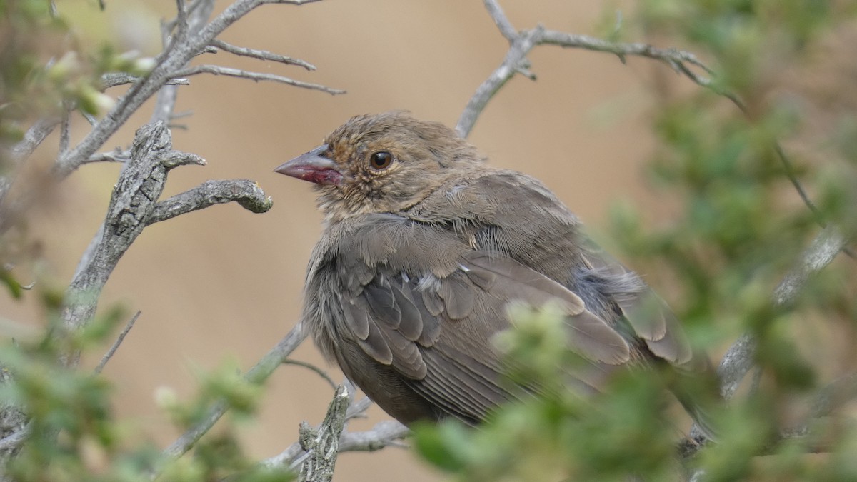 California Towhee - ML623854695