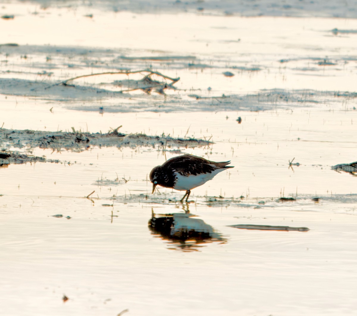 Black Turnstone - Julie Schneider