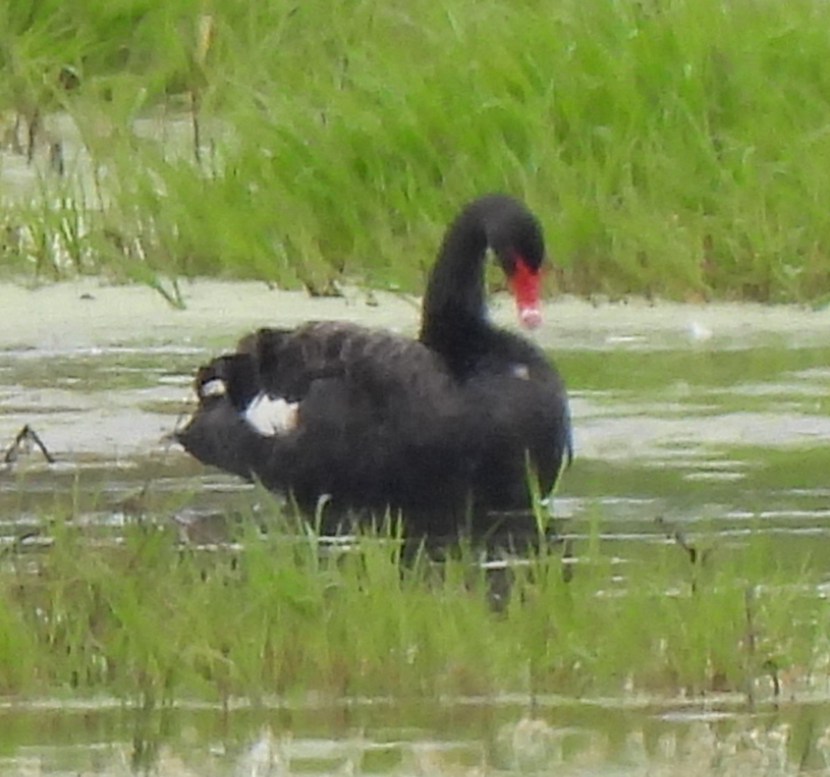 Cisne Negro - ML623854706