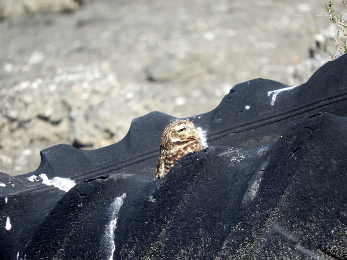 Burrowing Owl - ML623854709