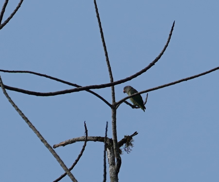 Blue-rumped Parrot - ML623854718