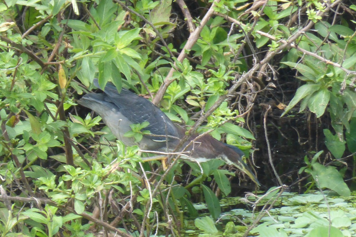 Green Heron - Brychan Thomas