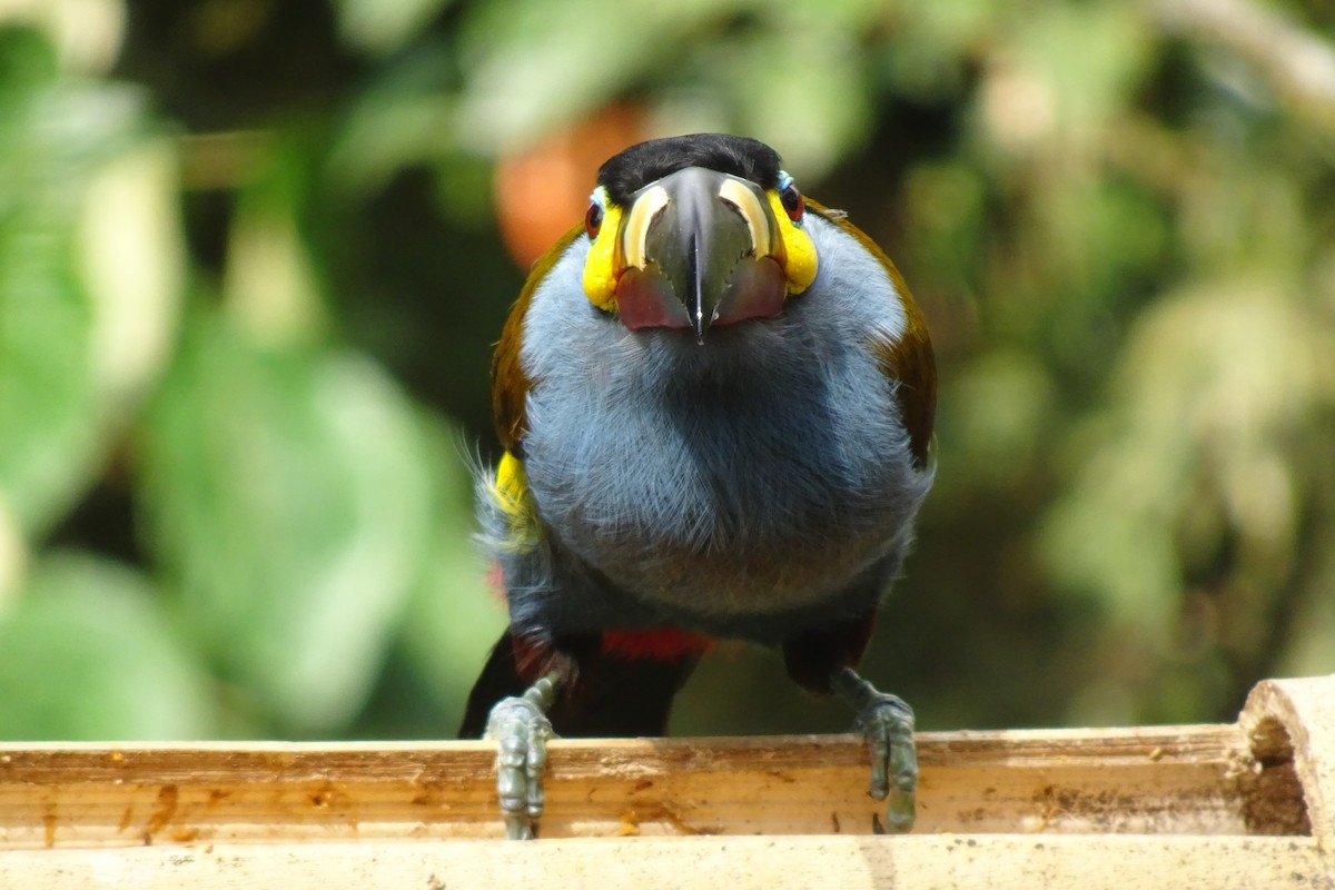 Plate-billed Mountain-Toucan - ML623854750