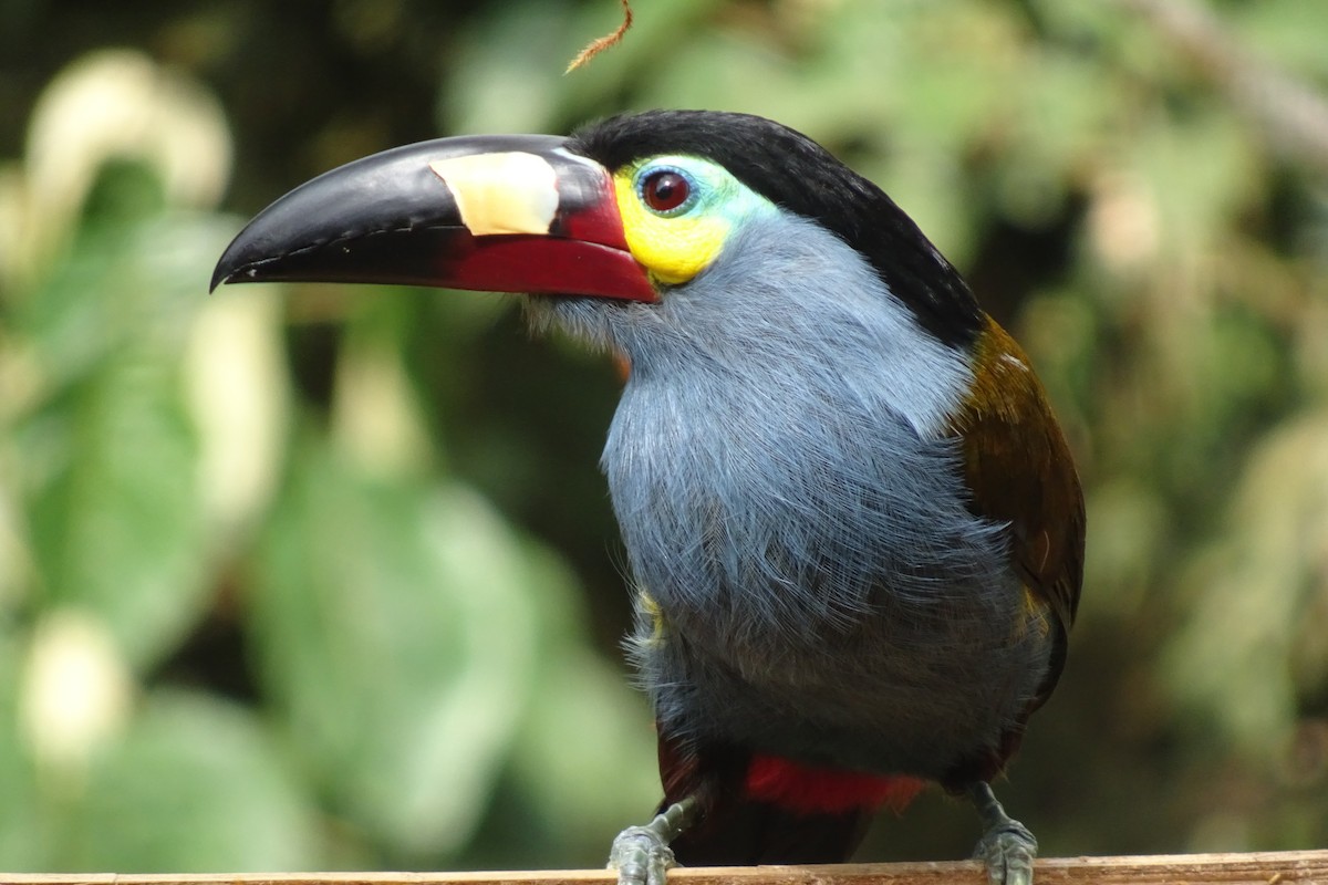 Toucan montagnard - ML623854751