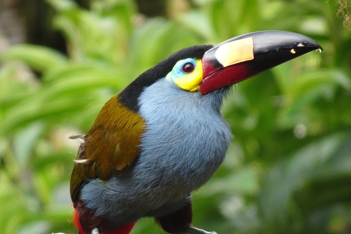 Plate-billed Mountain-Toucan - ML623854753